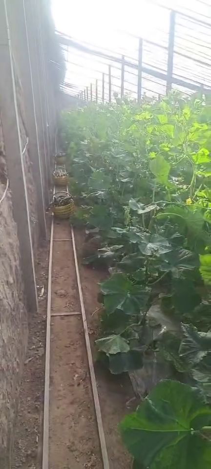 西安新鮮蔬菜批發、零售與配送服務 為您的生活增添健康色彩